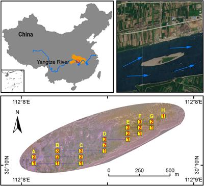 Succession of soil microbial community in a developing mid-channel bar: The role of environmental disturbance and plant community